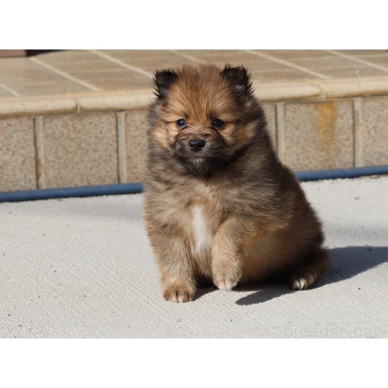 販売中の埼玉県のポメラニアン-452451の8枚目