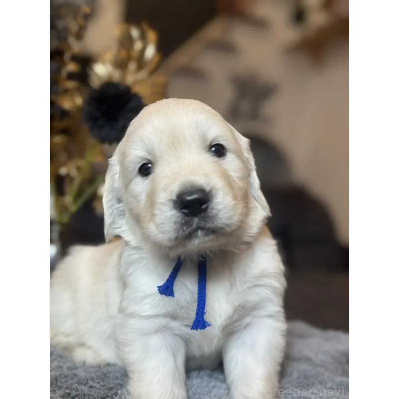 販売中の岐阜県のゴールデンレトリーバー-452450の2枚目