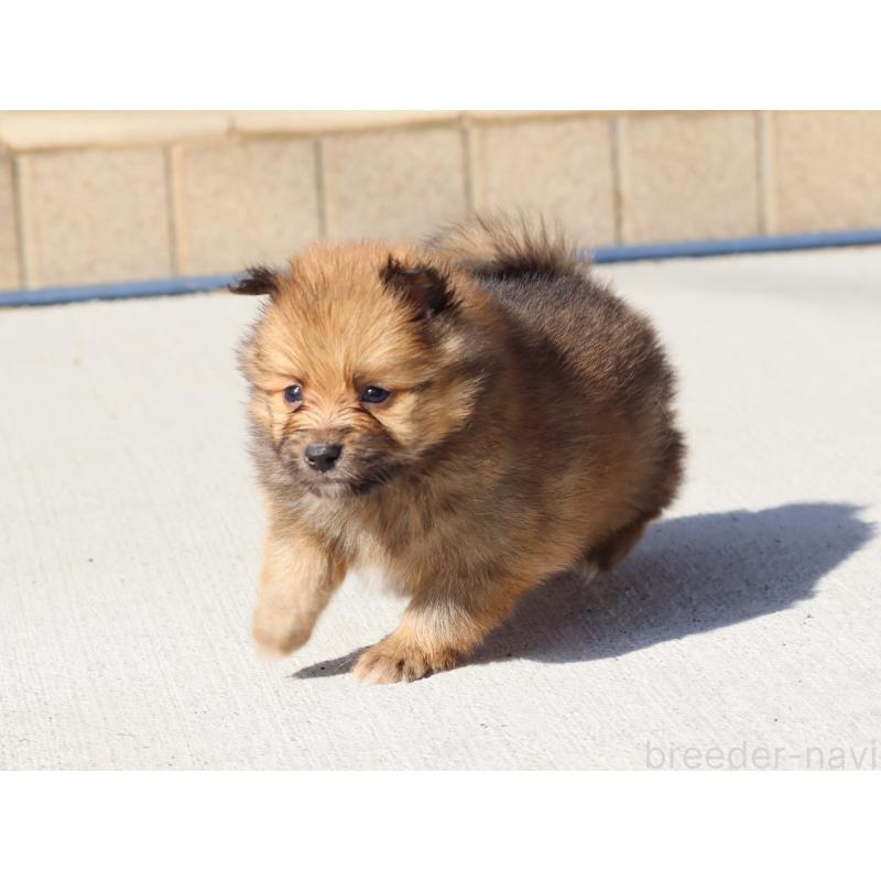 販売中の埼玉県のポメラニアン-452451の7枚目