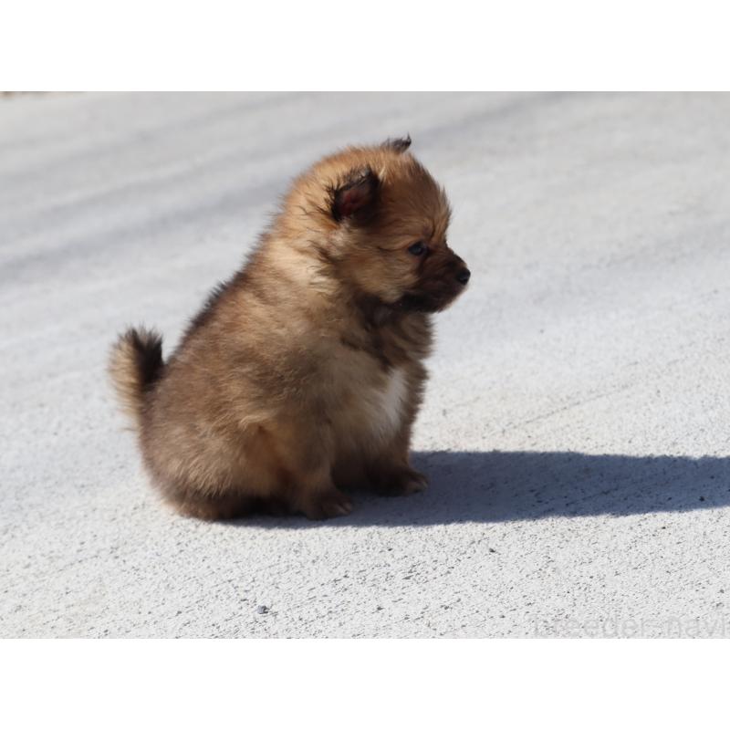 販売中の埼玉県のポメラニアン-452451の6枚目