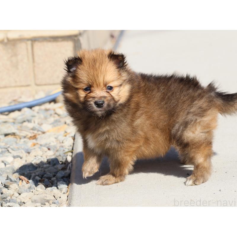 販売中の埼玉県のポメラニアン-452451の5枚目