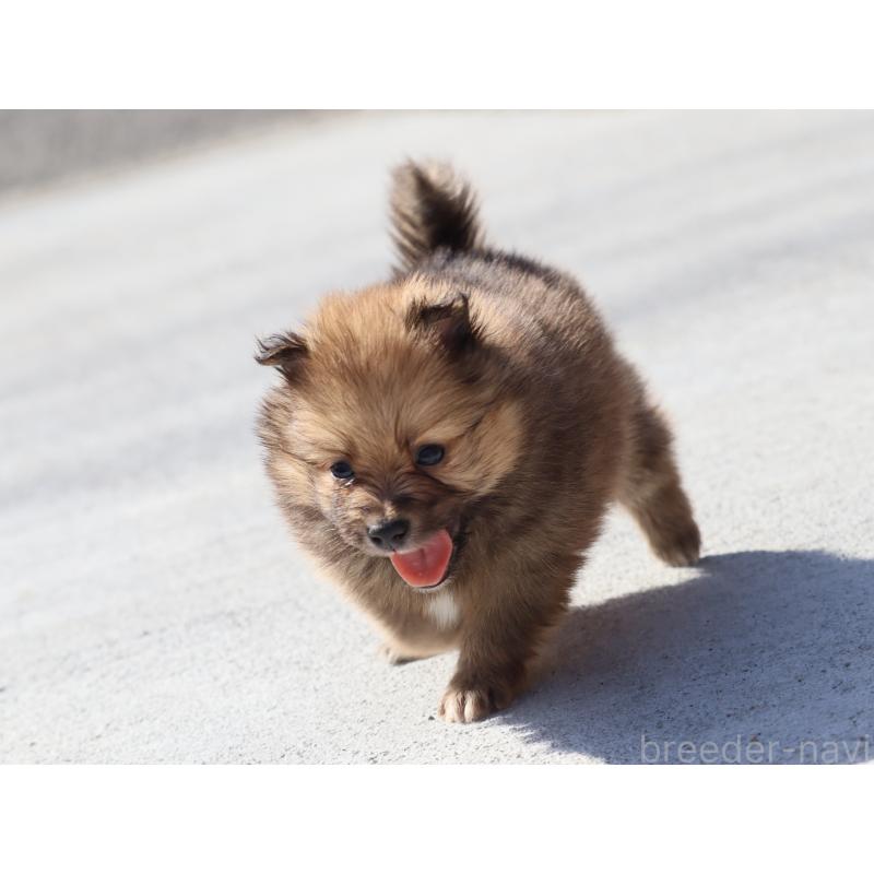 販売中の埼玉県のポメラニアン-452451の4枚目