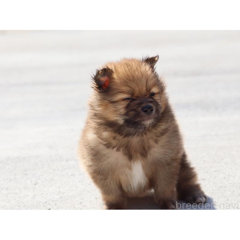 販売中の埼玉県のポメラニアン-452451の3枚目