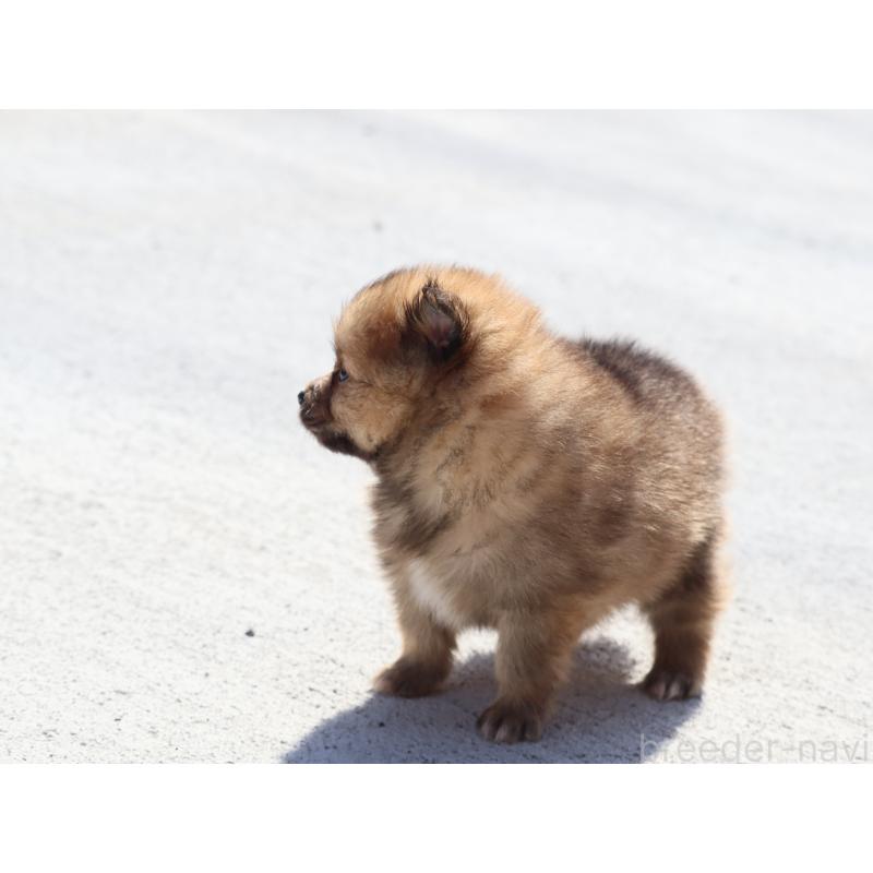 販売中の埼玉県のポメラニアン-452451の2枚目