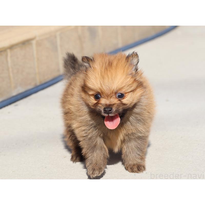 販売中の埼玉県のポメラニアン-452452の7枚目