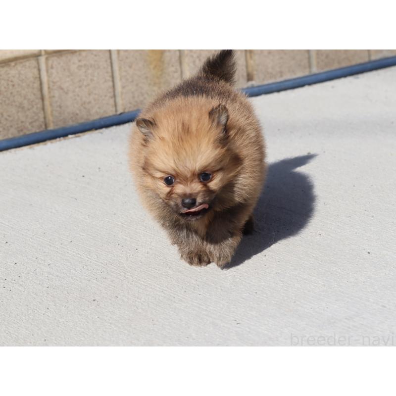 販売中の埼玉県のポメラニアン-452452の6枚目