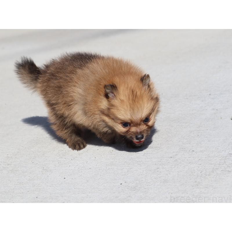 販売中の埼玉県のポメラニアン-452452の5枚目