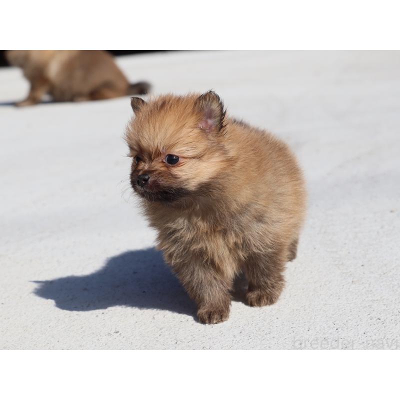 販売中の埼玉県のポメラニアン-452452の4枚目