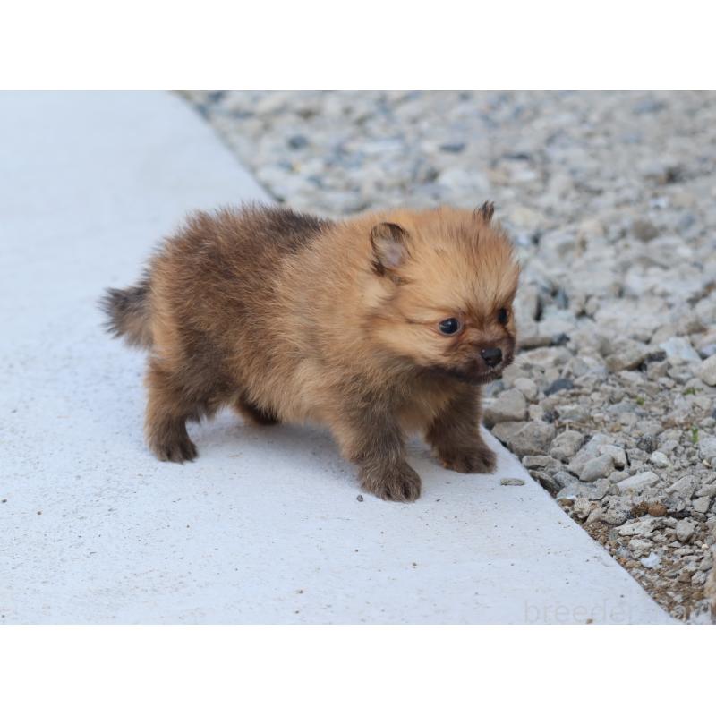 販売中の埼玉県のポメラニアン-452452の3枚目