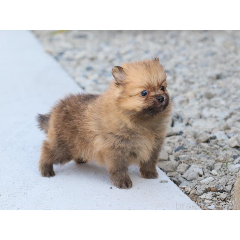 販売中の埼玉県のポメラニアン-452452の2枚目