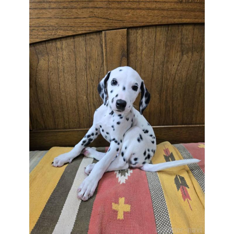 成約済の大阪府のダルメシアン-445338の9枚目