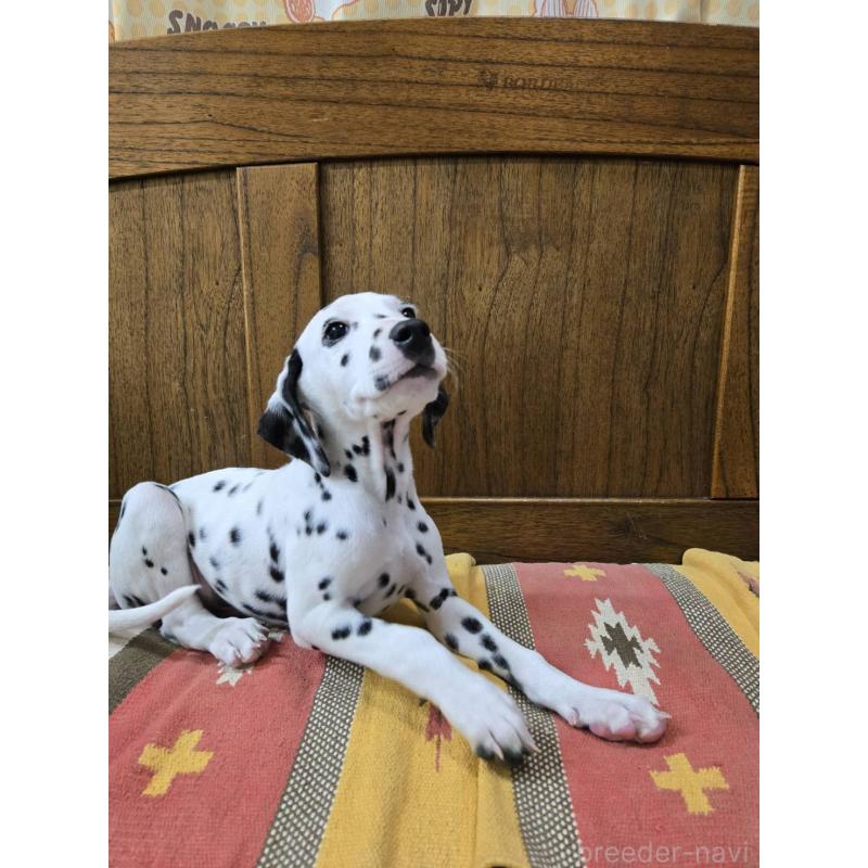 成約済の大阪府のダルメシアン-445338の8枚目