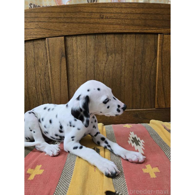 成約済の大阪府のダルメシアン-445338の7枚目