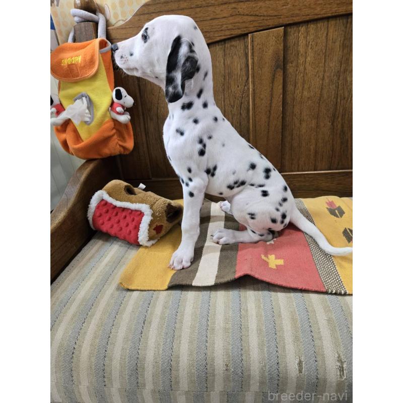 成約済の大阪府のダルメシアン-445338の6枚目