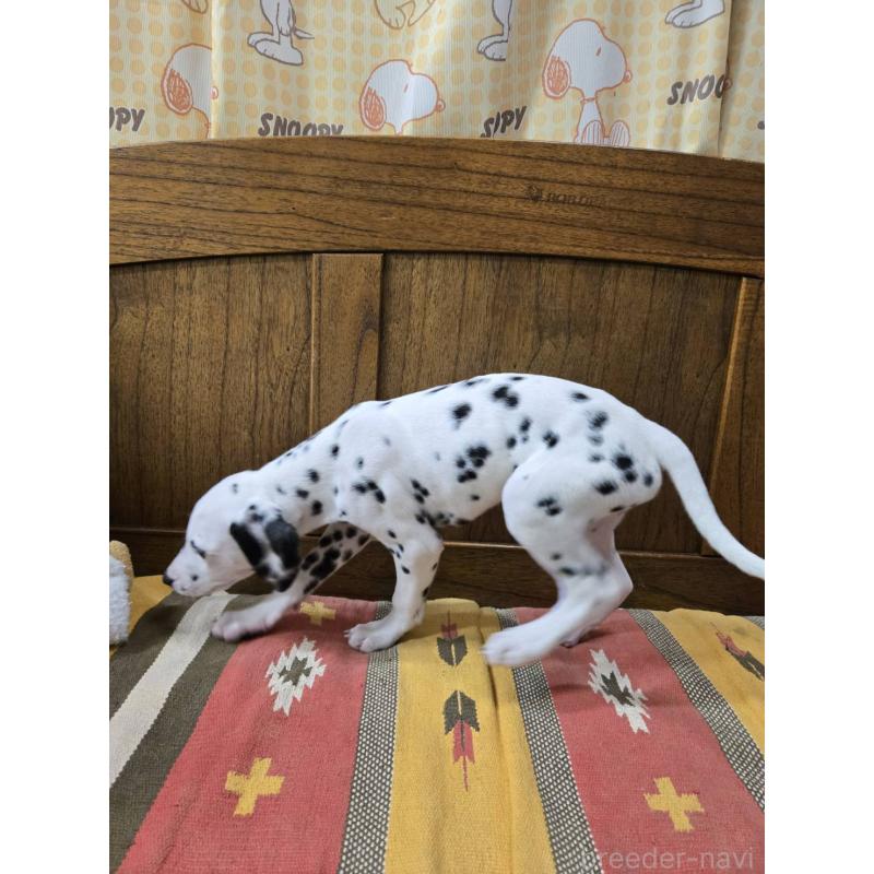 成約済の大阪府のダルメシアン-445338の5枚目