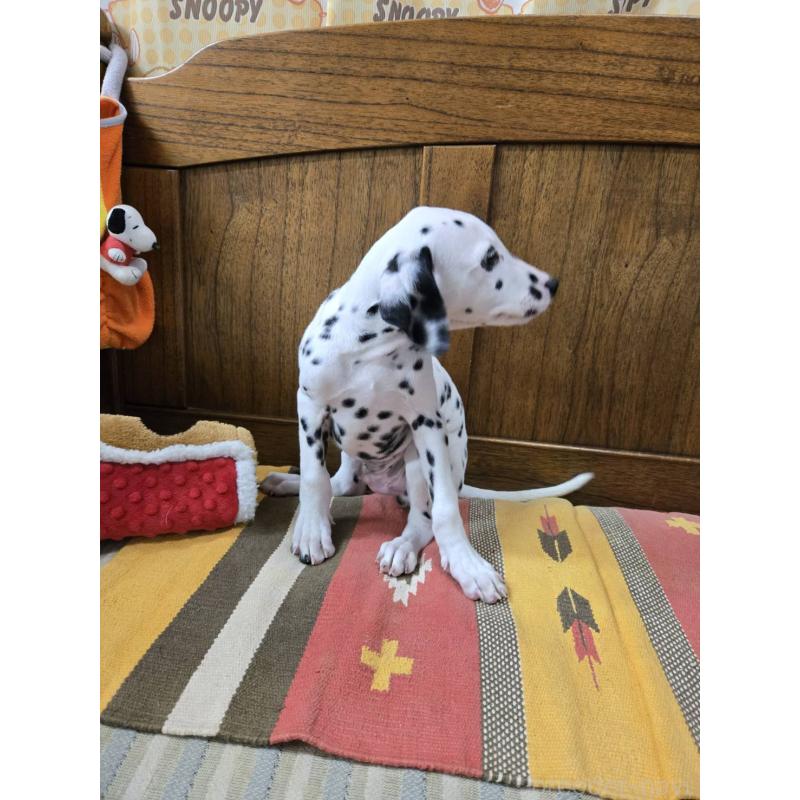 成約済の大阪府のダルメシアン-445338の4枚目