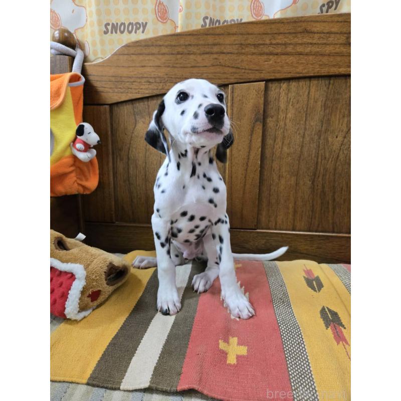 成約済の大阪府のダルメシアン-445338の3枚目