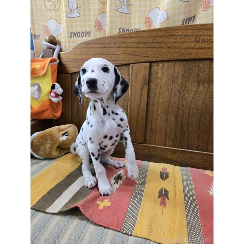 成約済の大阪府のダルメシアン-445338の2枚目