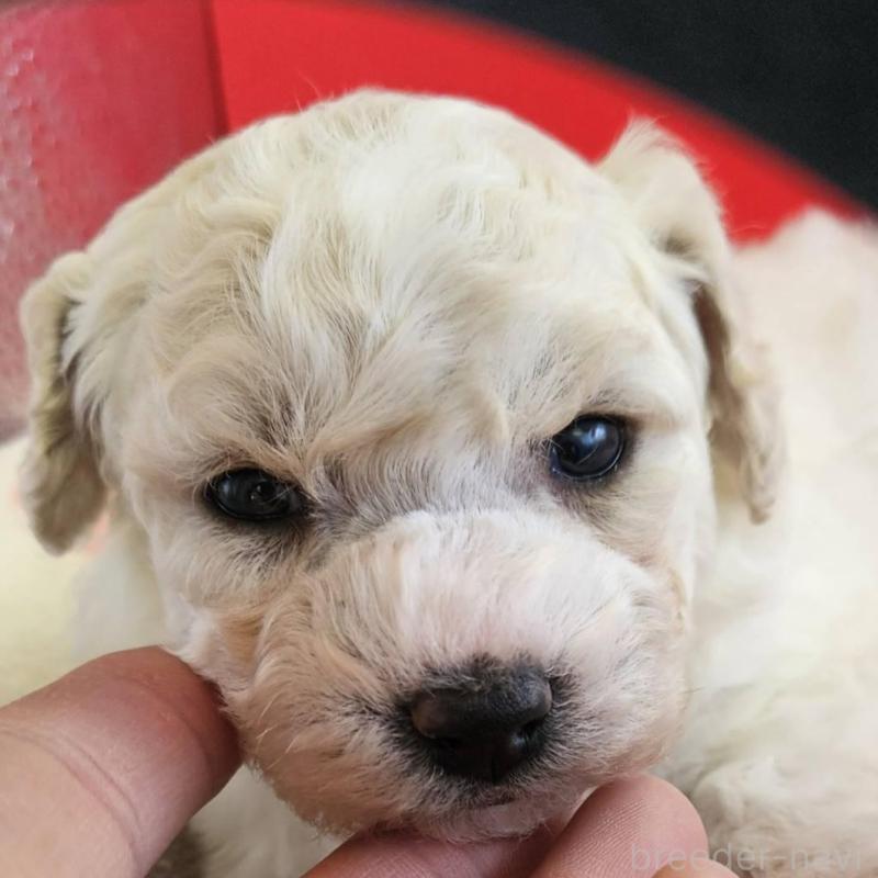 販売中の福島県のビションフリーゼ-452453の5枚目