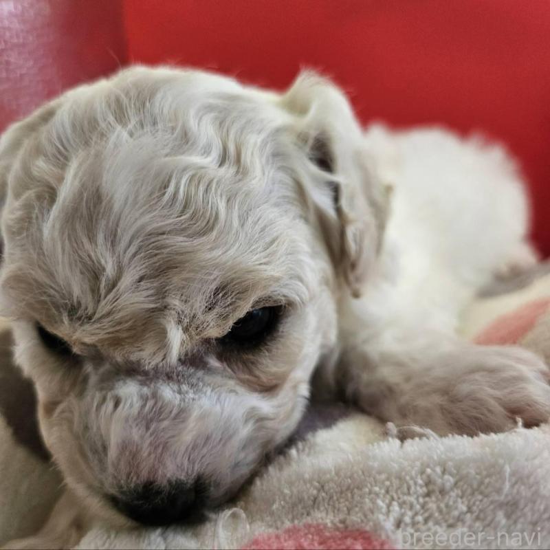 販売中の福島県のビションフリーゼ-452453の4枚目