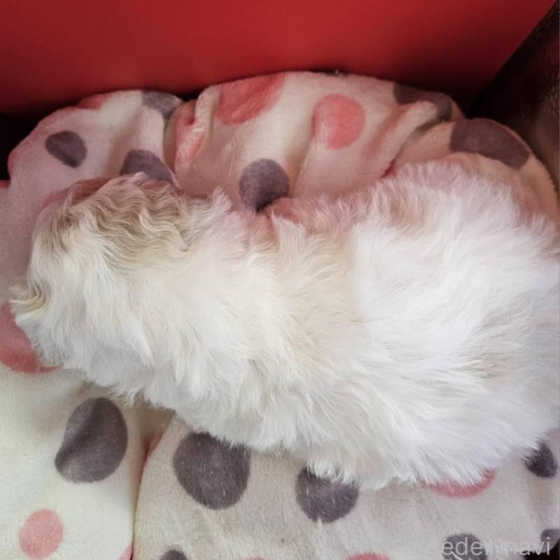 販売中の福島県のビションフリーゼ-452453の3枚目