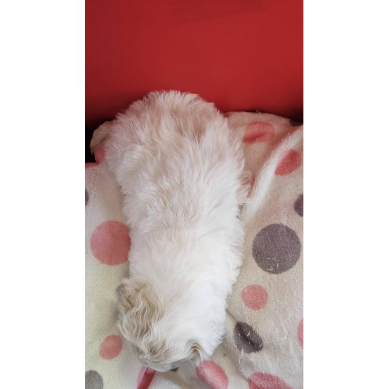 販売中の福島県のビションフリーゼ-452453の2枚目