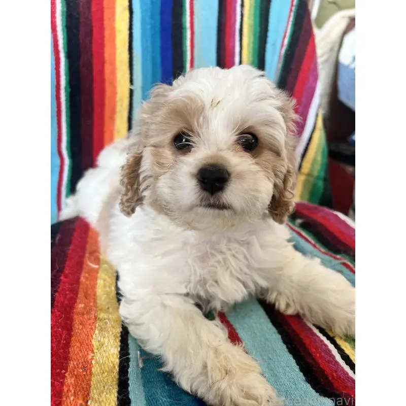 ♀︎コッカプー:アメリカンコッカースパニエル×トイプードル