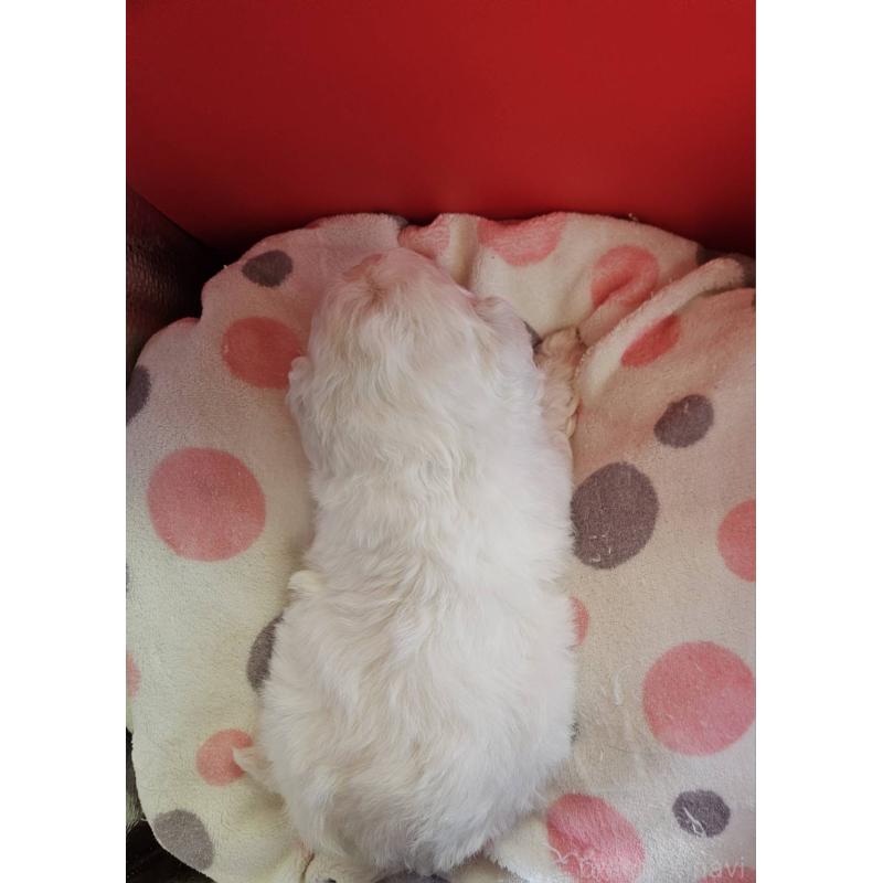 販売中の福島県のビションフリーゼ-452454の5枚目