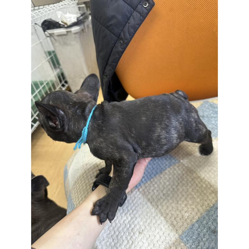 販売中の千葉県のフレンチブルドッグ-445330の5枚目