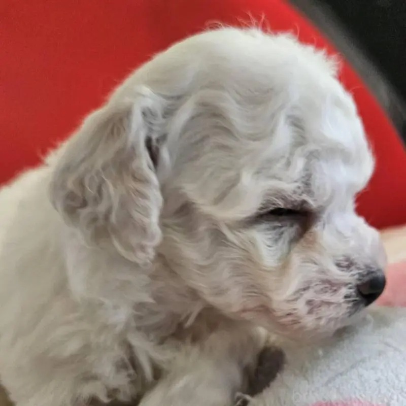 販売中の福島県のビションフリーゼ-452454の3枚目