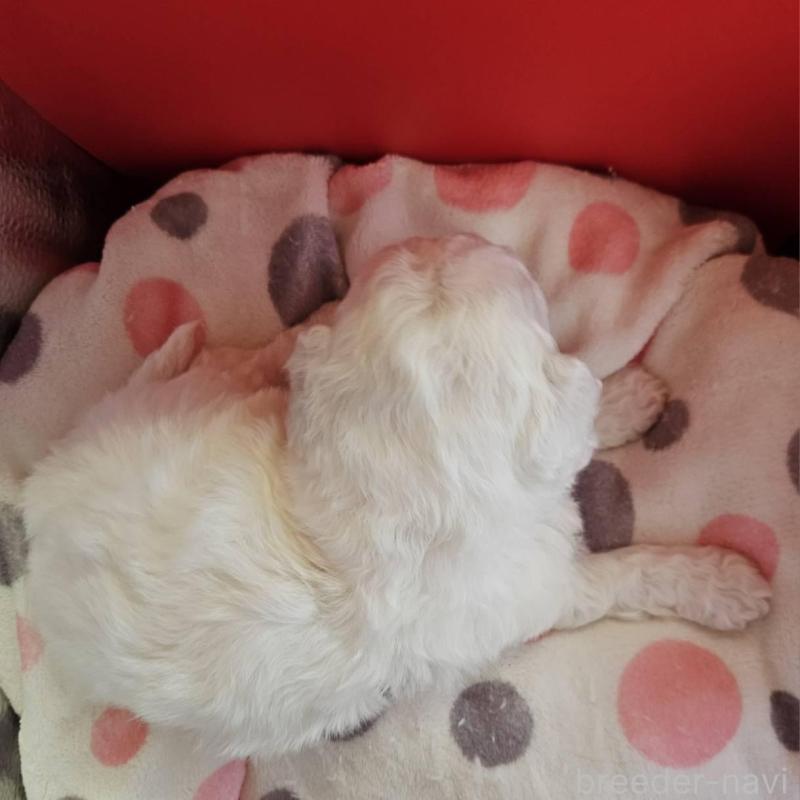 販売中の福島県のビションフリーゼ-452454の2枚目