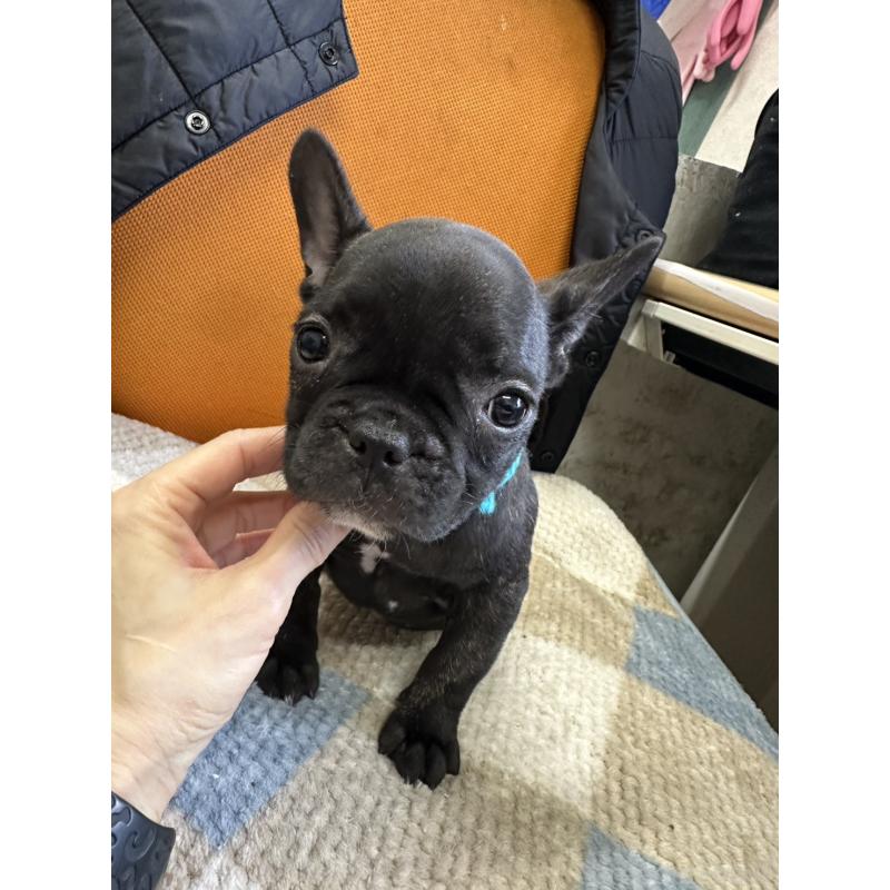 販売中の千葉県のフレンチブルドッグ-445330の3枚目