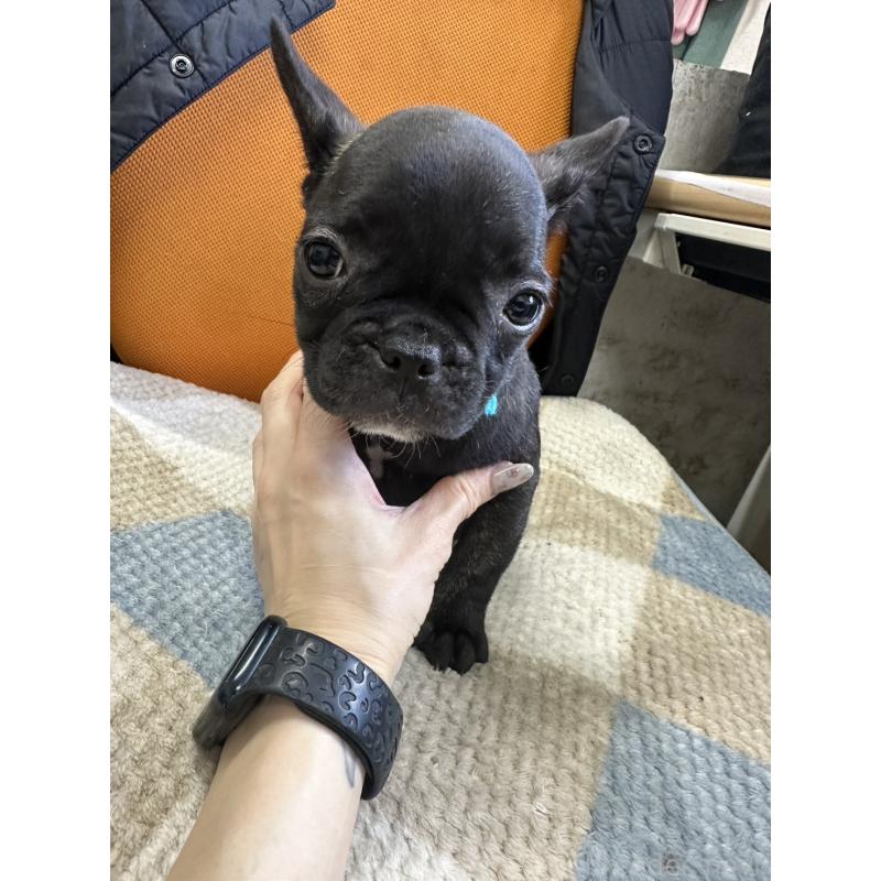 販売中の千葉県のフレンチブルドッグ-445330の2枚目