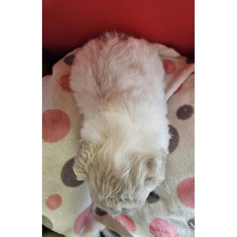 販売中の福島県のビションフリーゼ-452455の5枚目