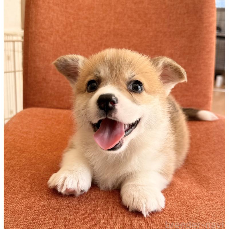 販売中の千葉県のウェルシュコーギーペンブローク-447522の8枚目