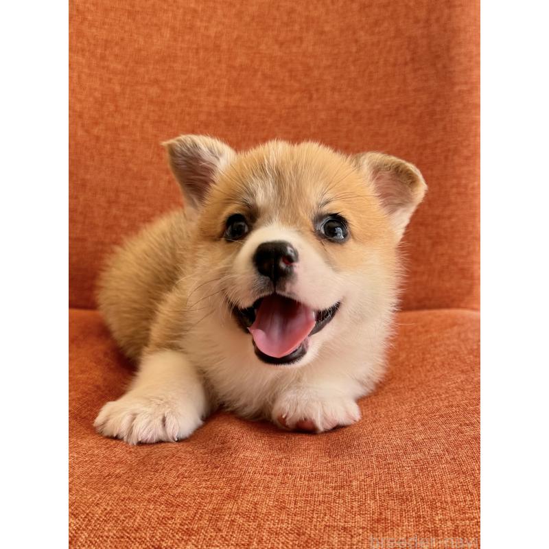 販売中の千葉県のウェルシュコーギーペンブローク-447522の7枚目