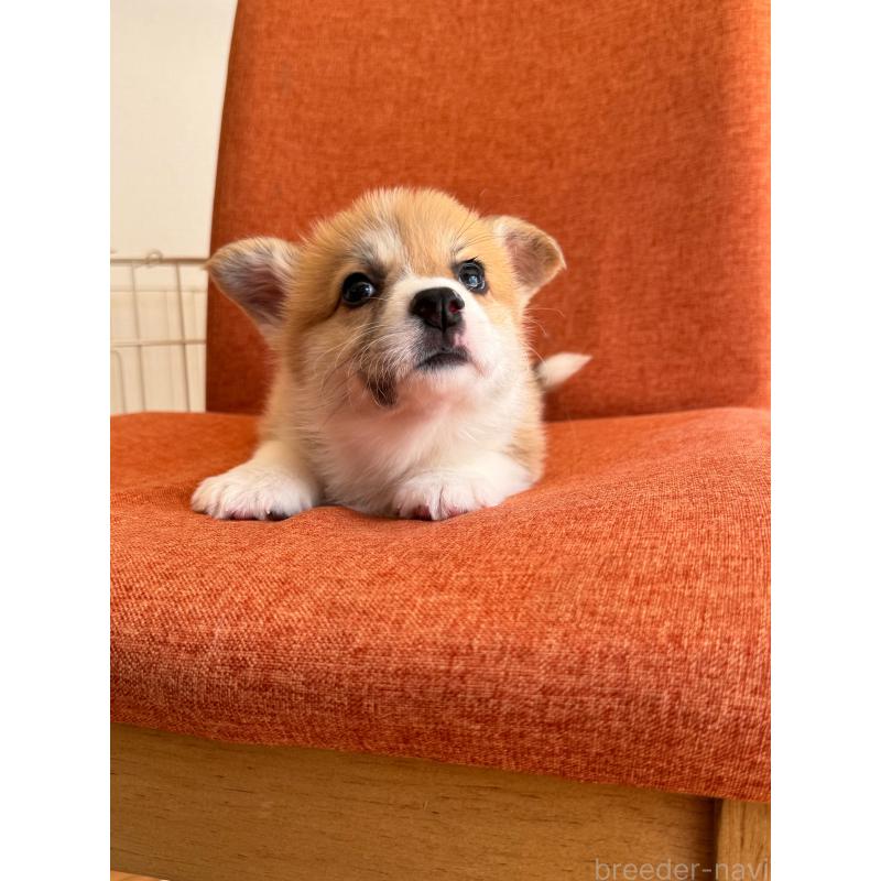 販売中の千葉県のウェルシュコーギーペンブローク-447522の6枚目