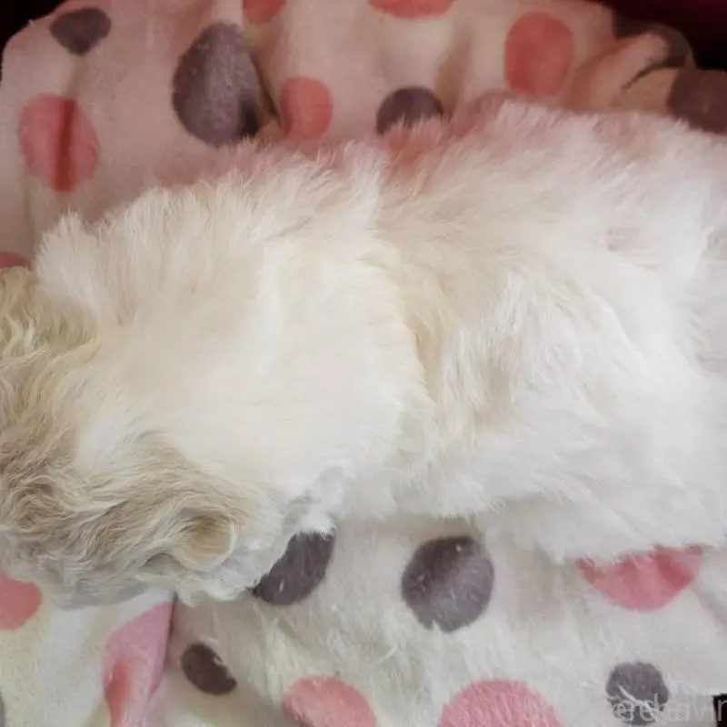 販売中の福島県のビションフリーゼ-452455の4枚目