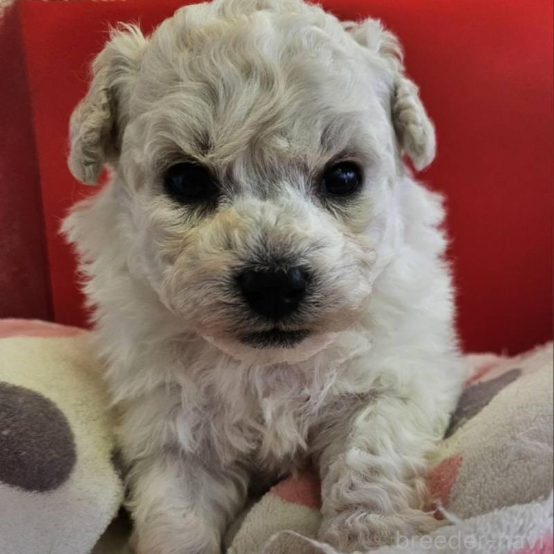 販売中の福島県のビションフリーゼ-452455の3枚目