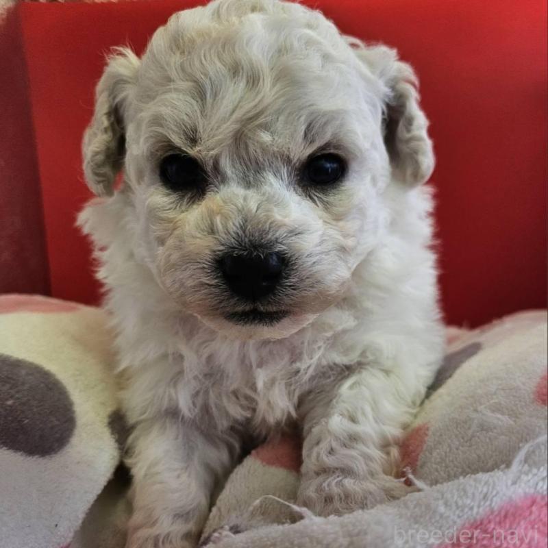 販売中の福島県のビションフリーゼ-452455の2枚目