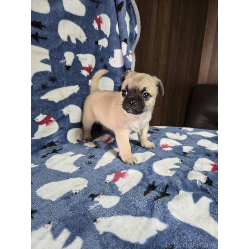 販売中の福岡県のチワパグ:チワワ×パグ-452460の4枚目