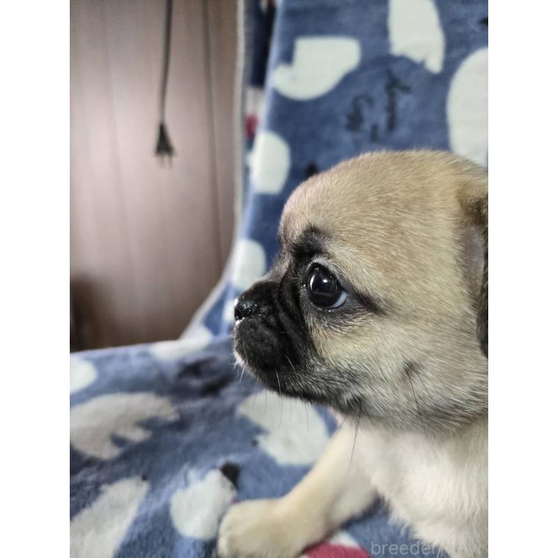 販売中の福岡県のチワパグ:チワワ×パグ-452460の3枚目