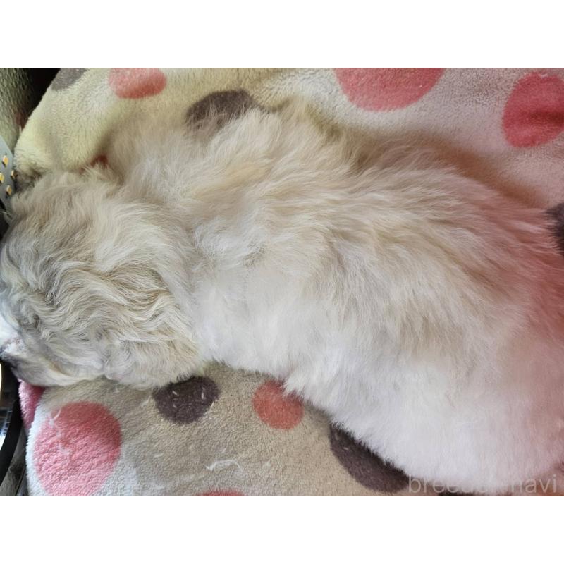 販売中の福島県のビションフリーゼ-452456の5枚目