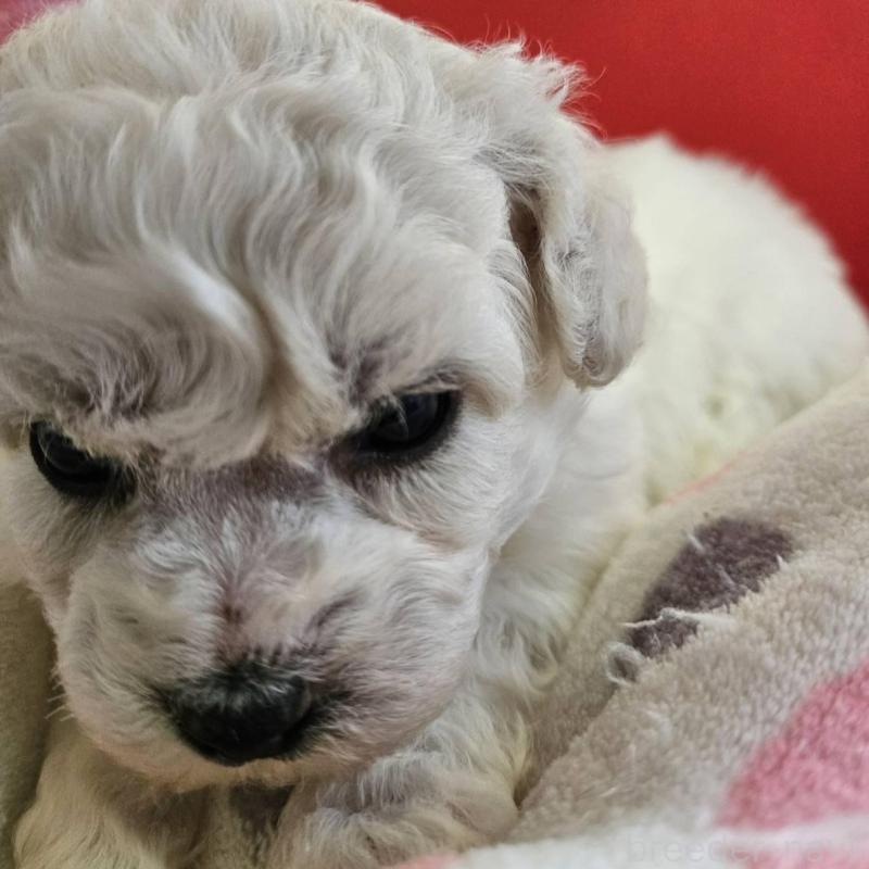 販売中の福島県のビションフリーゼ-452456の4枚目