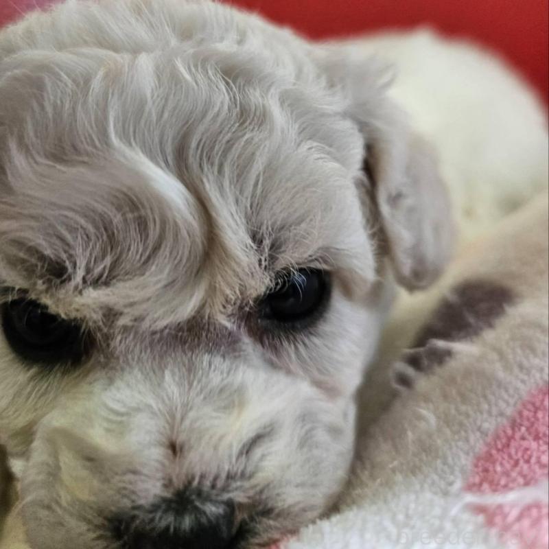 販売中の福島県のビションフリーゼ-452456の3枚目