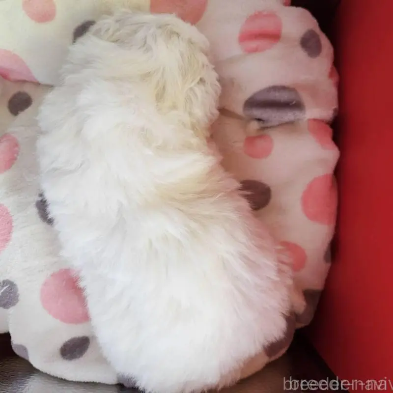 販売中の福島県のビションフリーゼ-452456の2枚目