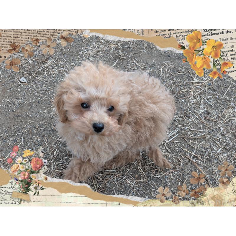 販売中の静岡県のティーカッププードル-452462の3枚目