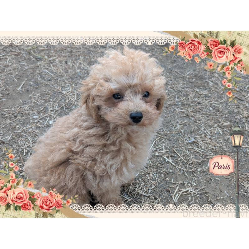 販売中の静岡県のティーカッププードル-452462の2枚目