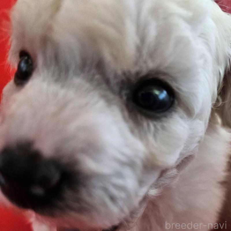 販売中の福島県のビションフリーゼ-452457の5枚目