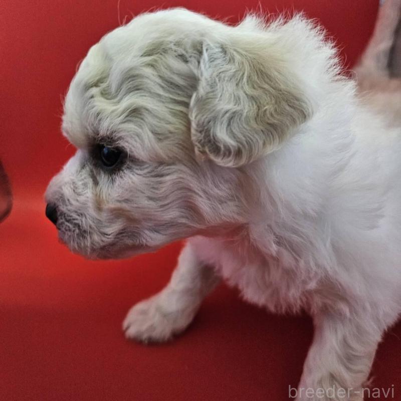 販売中の福島県のビションフリーゼ-452457の4枚目